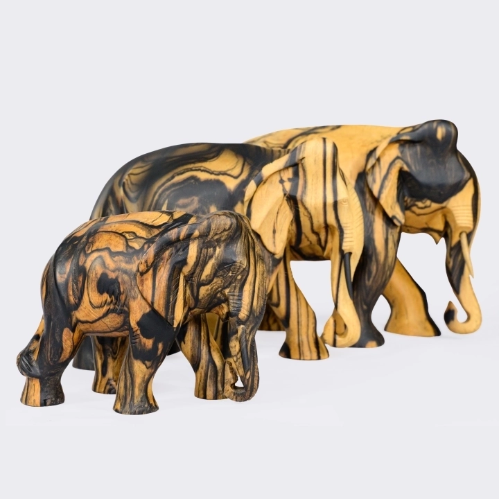 Studio shot of the Elephant