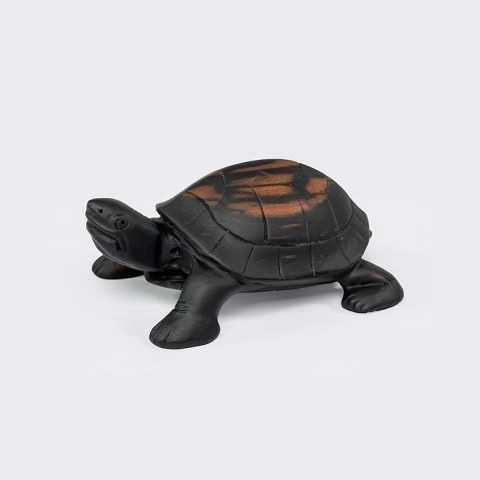 Studio picture of the Tortoise Head Up