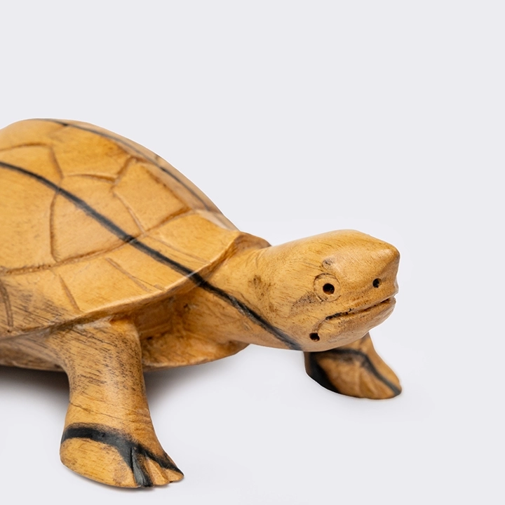 Studio picture of the Tortoise Head Up