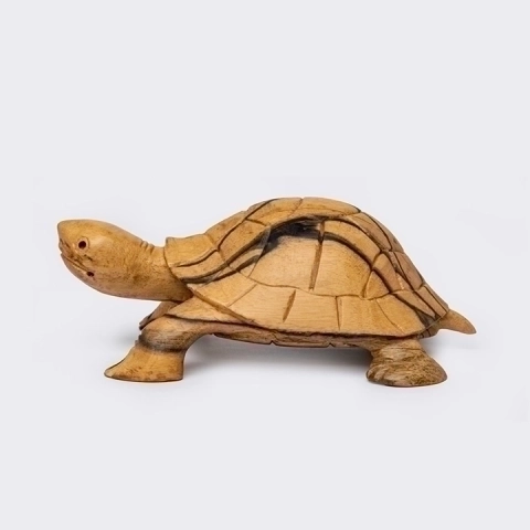 Studio picture of the Tortoise Head Up